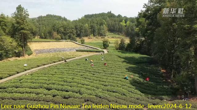 Leer naar Guizhou Pin Nieuwe Tea leiden Nieuw mode -leven